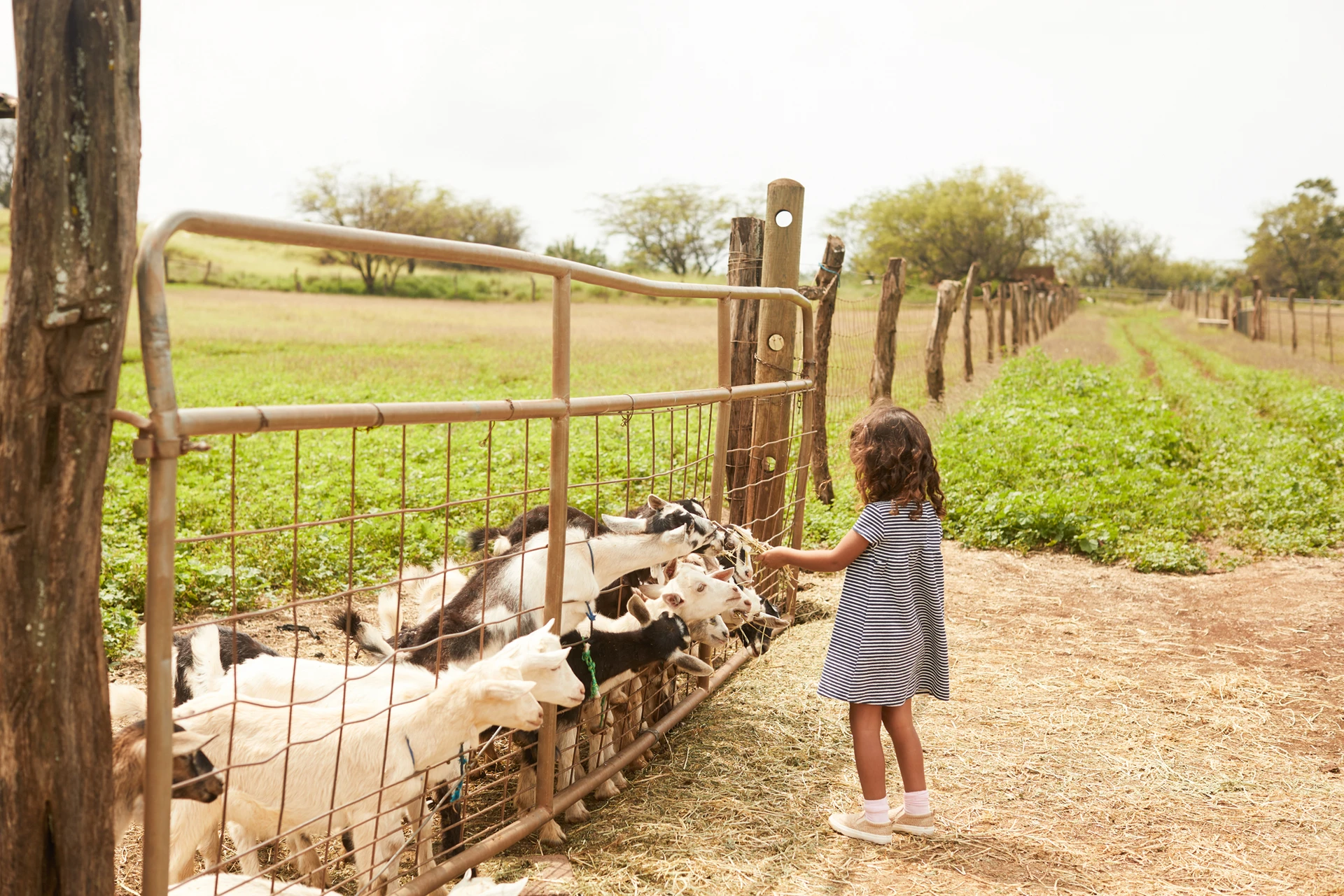 A little girl feeds pygmy goats at Surfing Goat Dairy Farm.