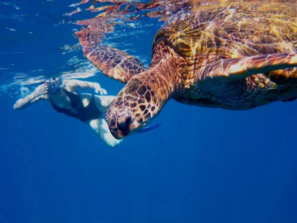 A snorkeler swims with a Hawaiian green sea turtle at Turtle Town in Maui.