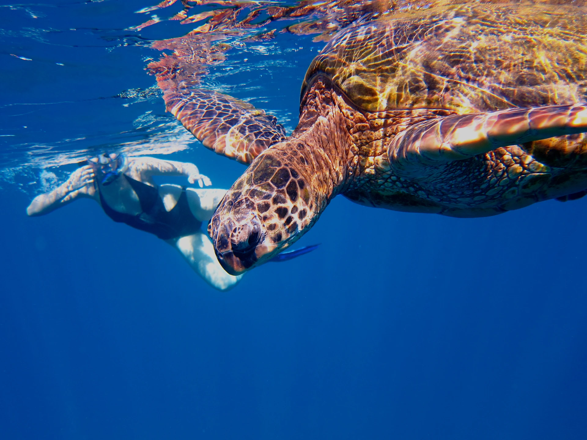 A snorkeler swims with a Hawaiian green sea turtle at Turtle Town in Maui.