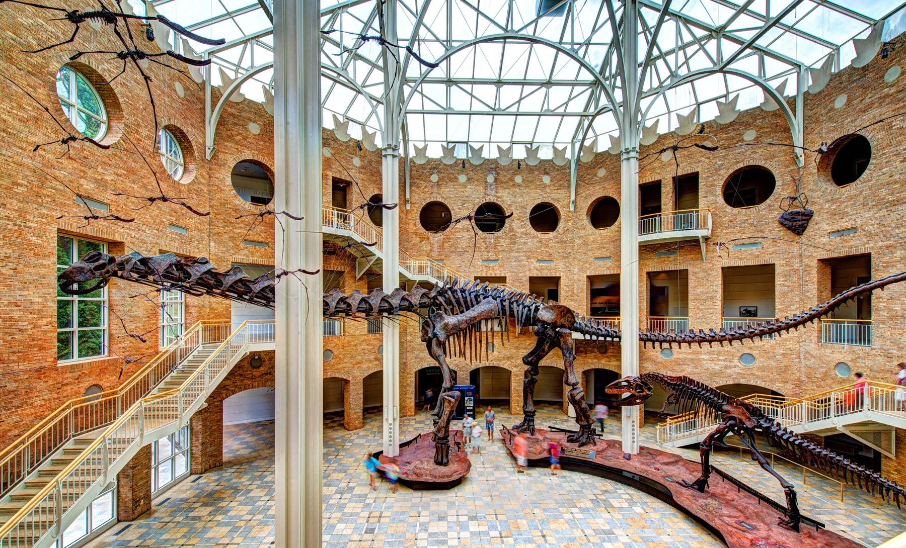 Giganotosaurus and Argentinosaurus Dinosaur sculptures in the main room at the Fernbank Museum of Natural History.