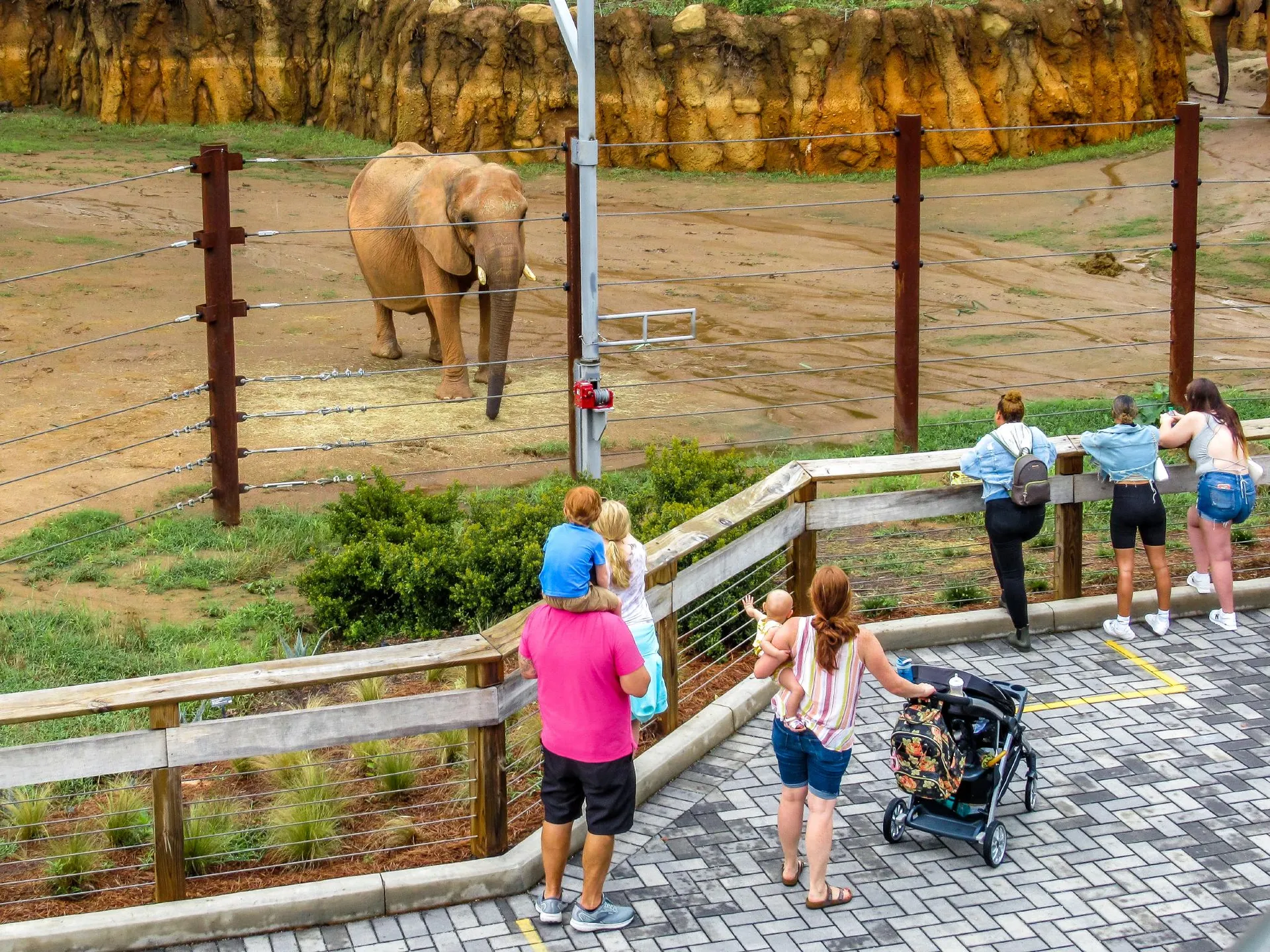 Families look at an elephant in its enclosure at Zoo Atlanta.