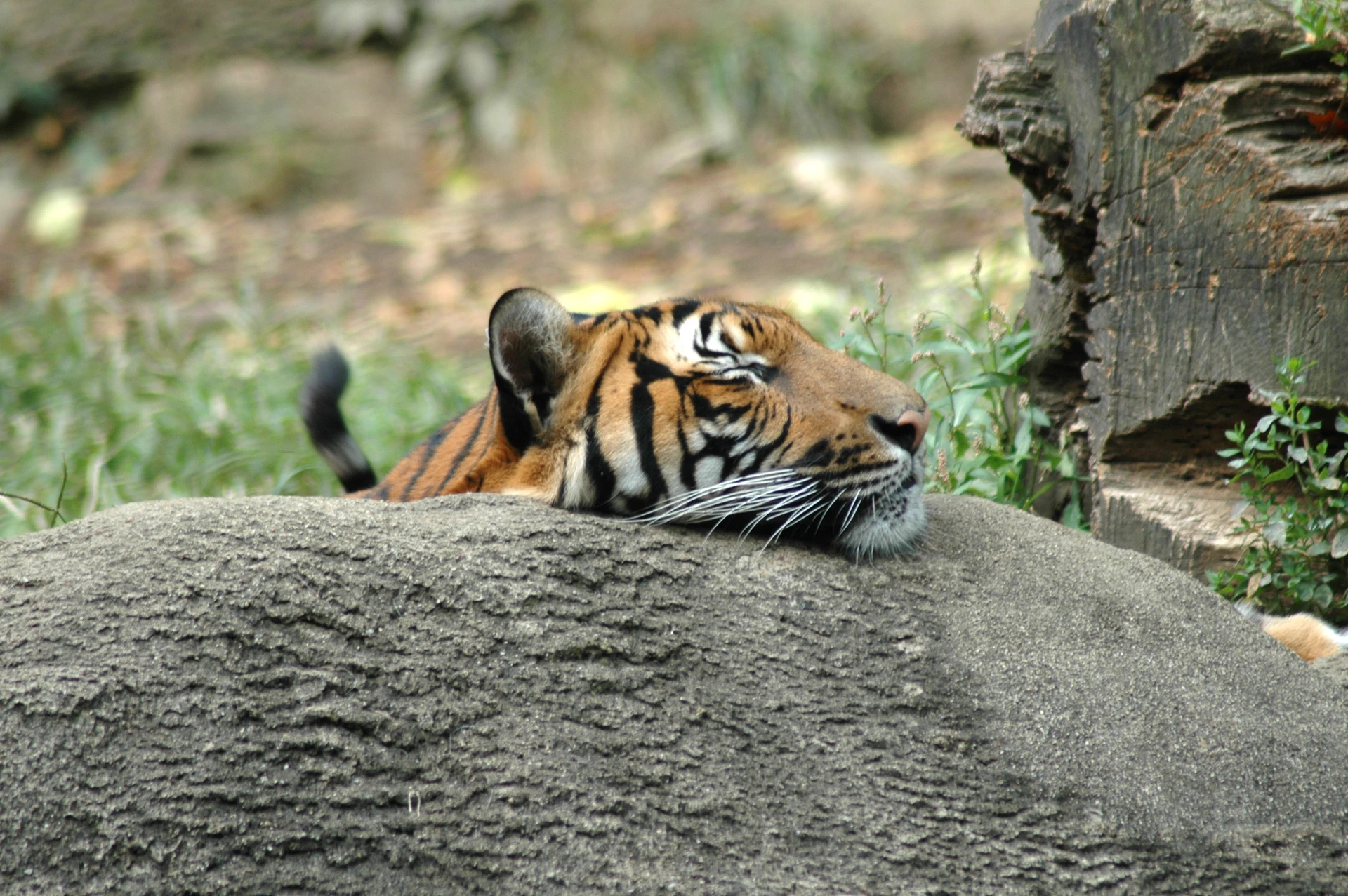 A tiger at Cincinnati Zoo & Botanical Gardens rests on a log.