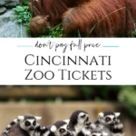 These are the most popular ways to find discounted prices on Cincinnati Zoo tickets through authorized sellers to visit for less.
