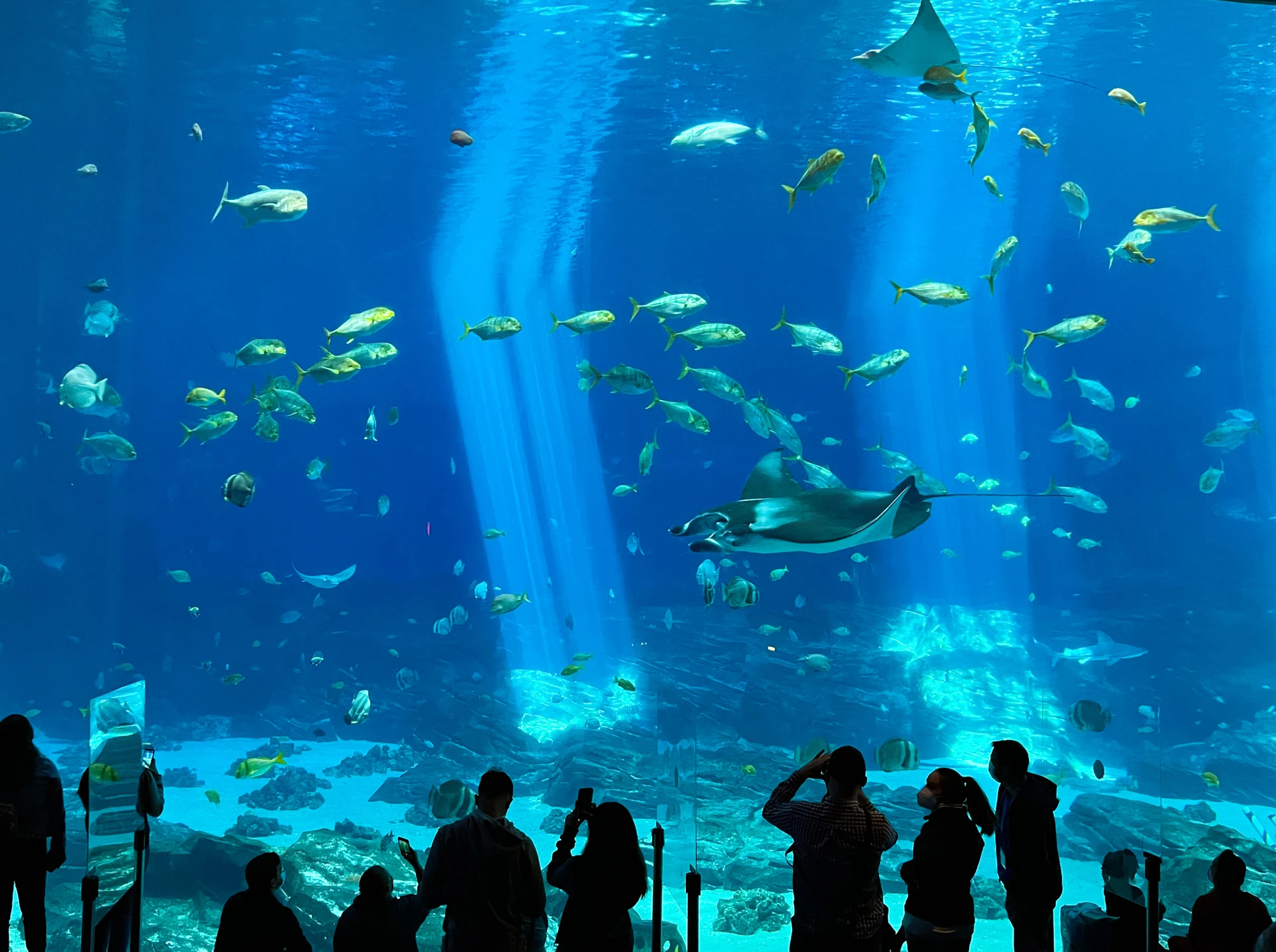 Guests take photos of fish and rays in a huge tank at Georgia Aquarium.