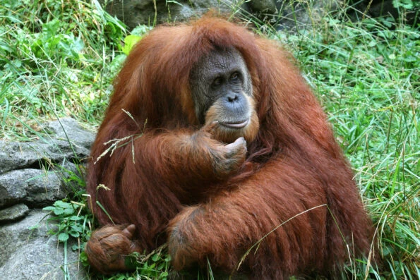 An Orangutan sits in the grass at Cincinnati Zoo.