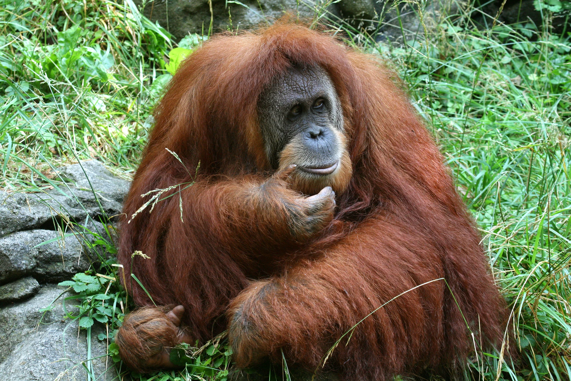 An Orangutan sits in the grass at Cincinnati Zoo.