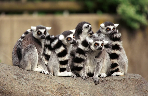 Lemurs in a huddle at Cincinnati Zoo & Botanical Garden.