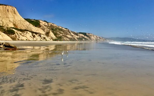 Egrets on the beach with people and birds in the distance.