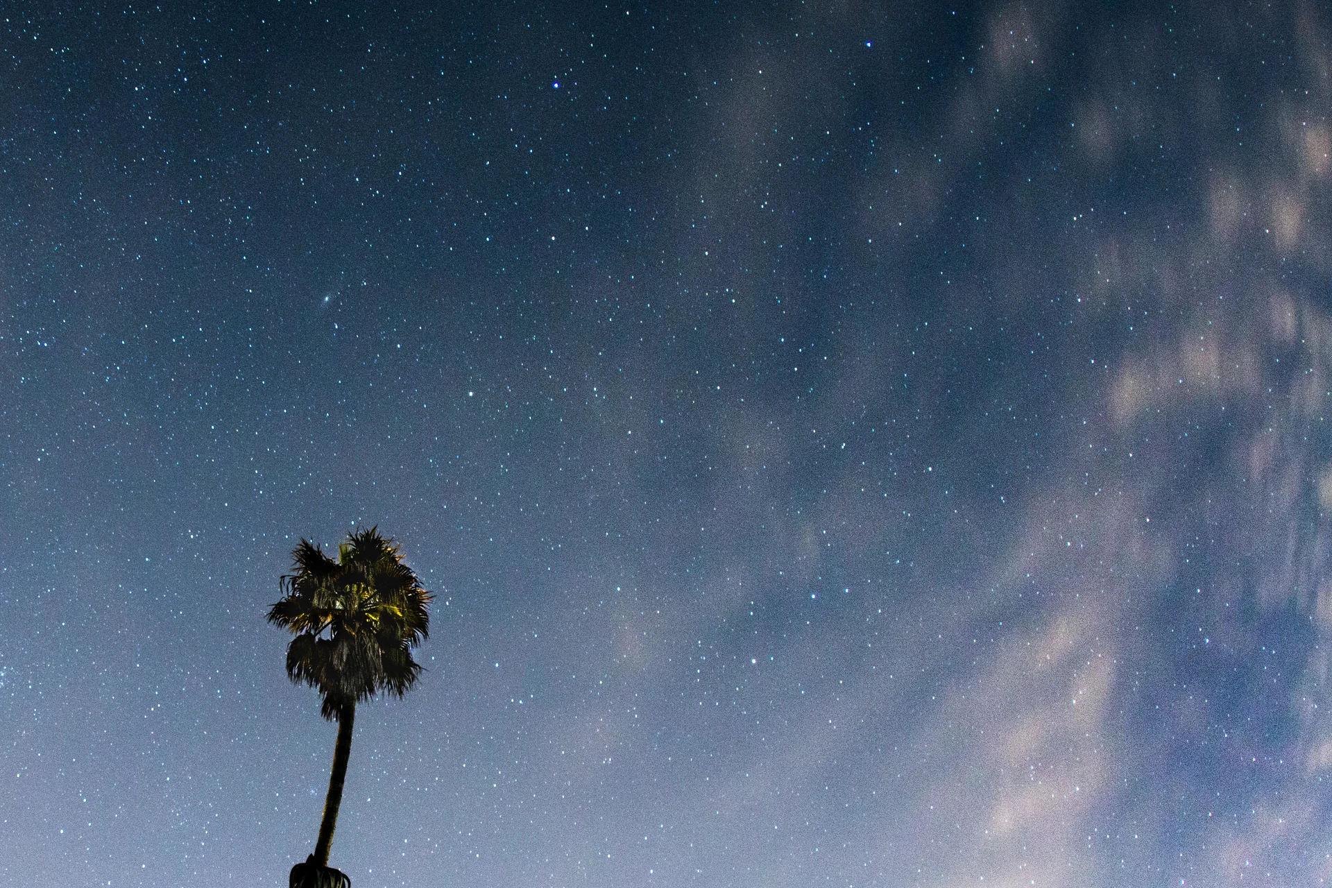 A palm tree against a starry sky in San Diego.