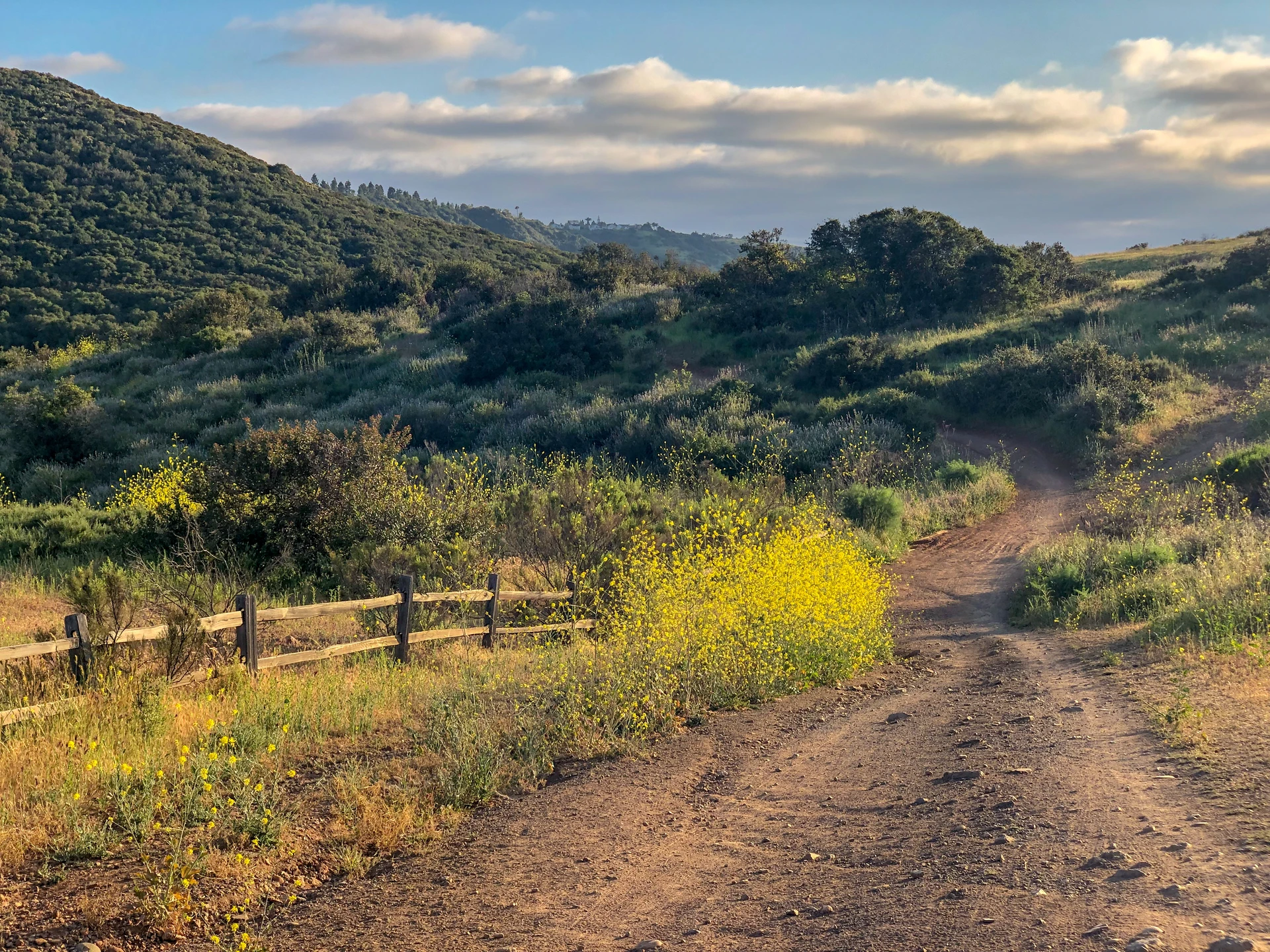 Yellow wildflowers bloom along the trail.