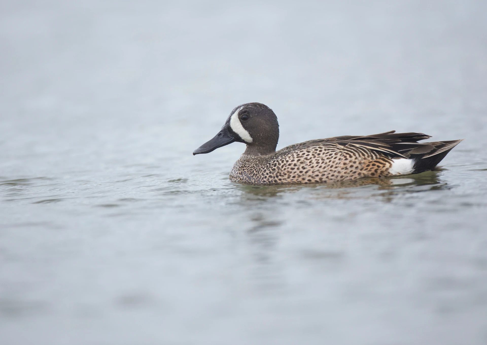 A duck swims in a salt marsh.