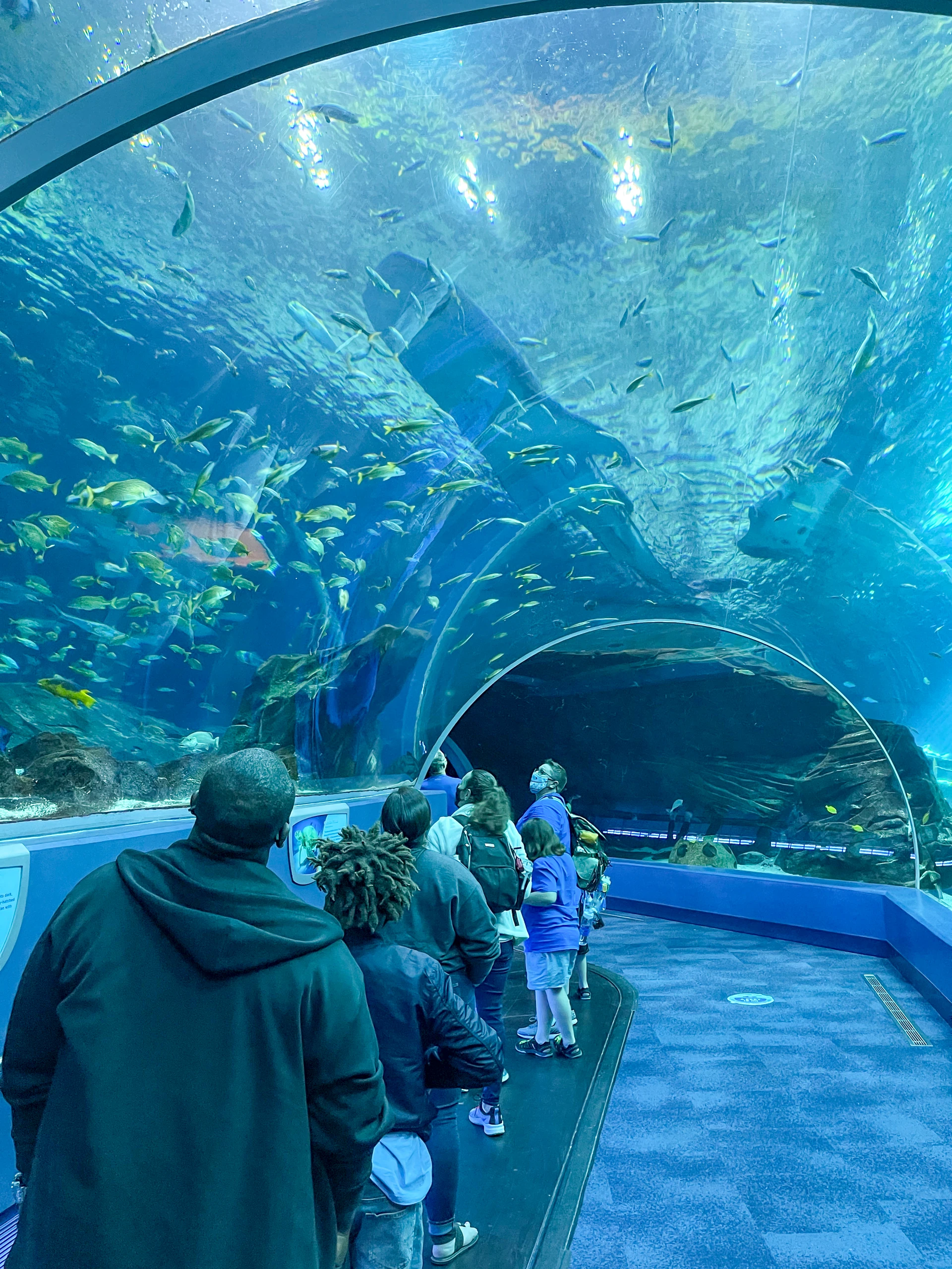 People walk through the Ocean Voyager tunnel at Georgia Aquarium.