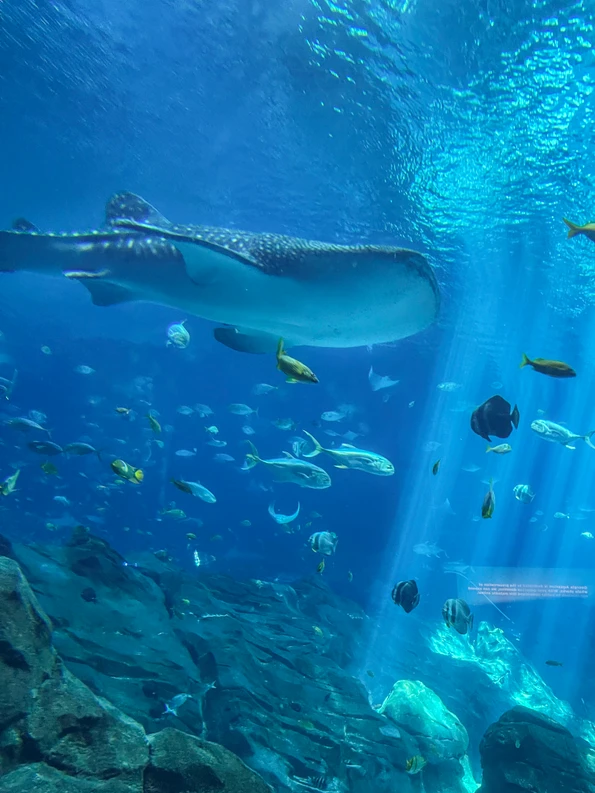 A whale shark swims past guests at Georgia Aquarium.