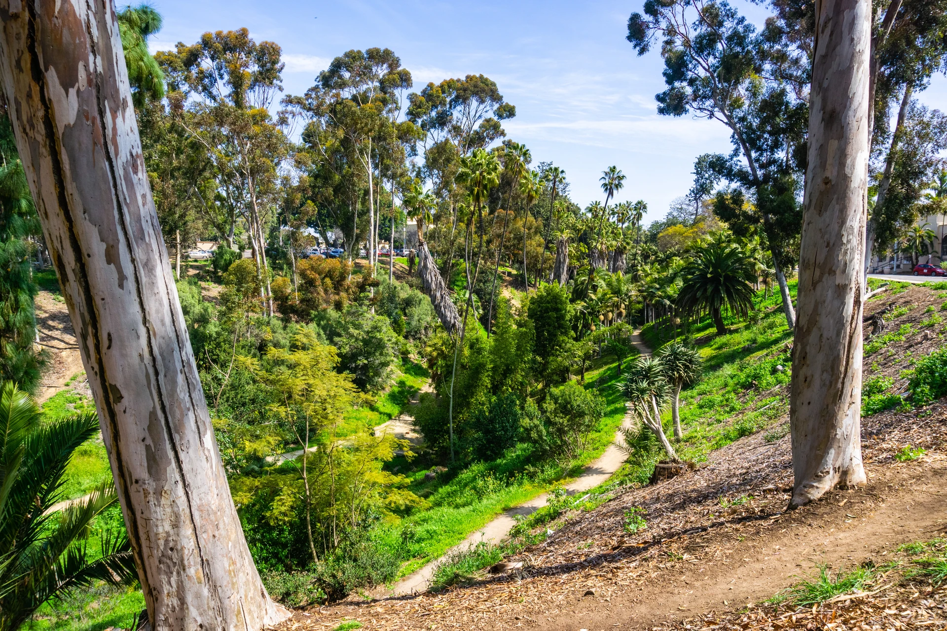 Palm Canyon trail runs in a canyon between palm and other trees.