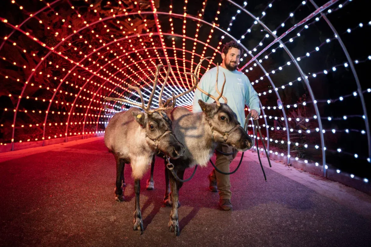 A man with two reinders in Seaworld San Diego