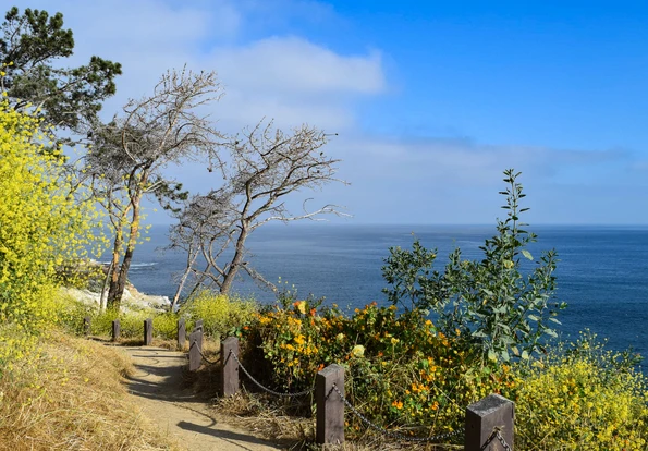 Wildflowers in bloom along the La Jolla Coast Walk Trail.