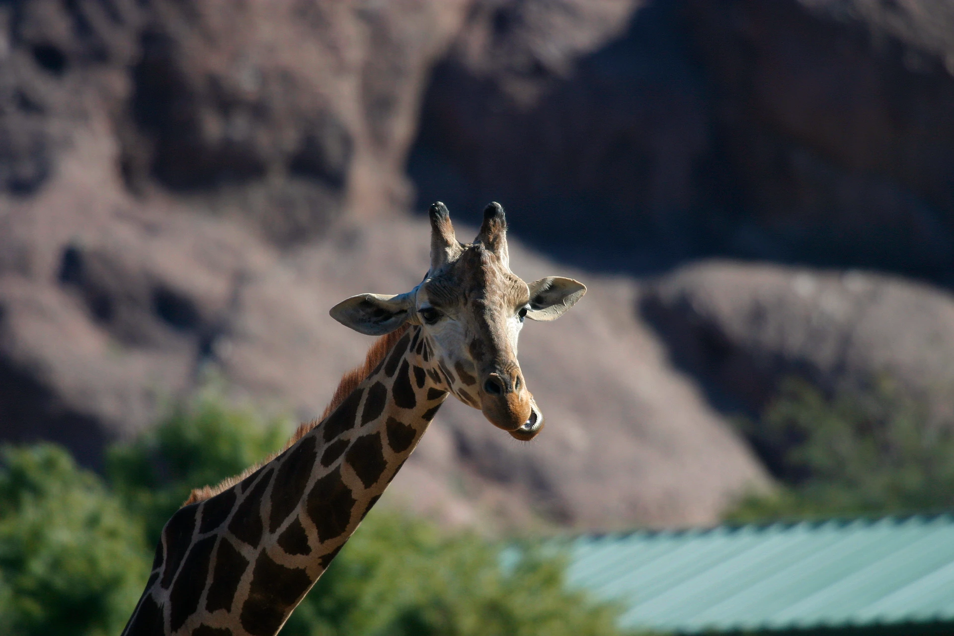 A giraffe at the Phoenix Zoo.