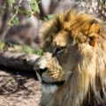 A lion rests at Phoenix Zoo.