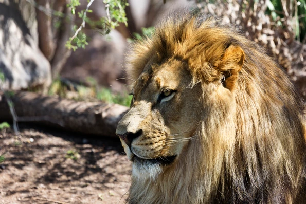 A lion rests at Phoenix Zoo.