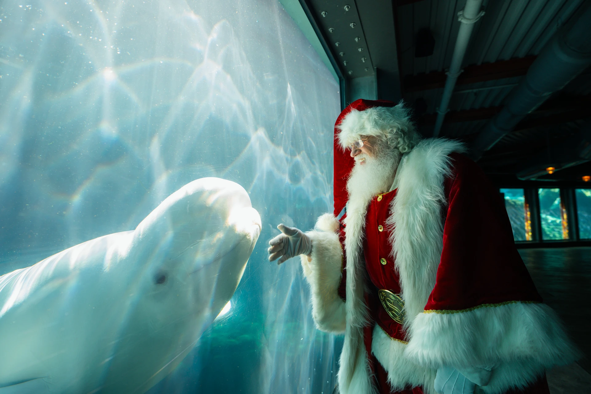 Santa Clause and a beluga whale in Seaworld San Diego