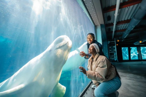A man and woman with a Winter_Beluga_Underwater Viewing in Seaworld San Diego