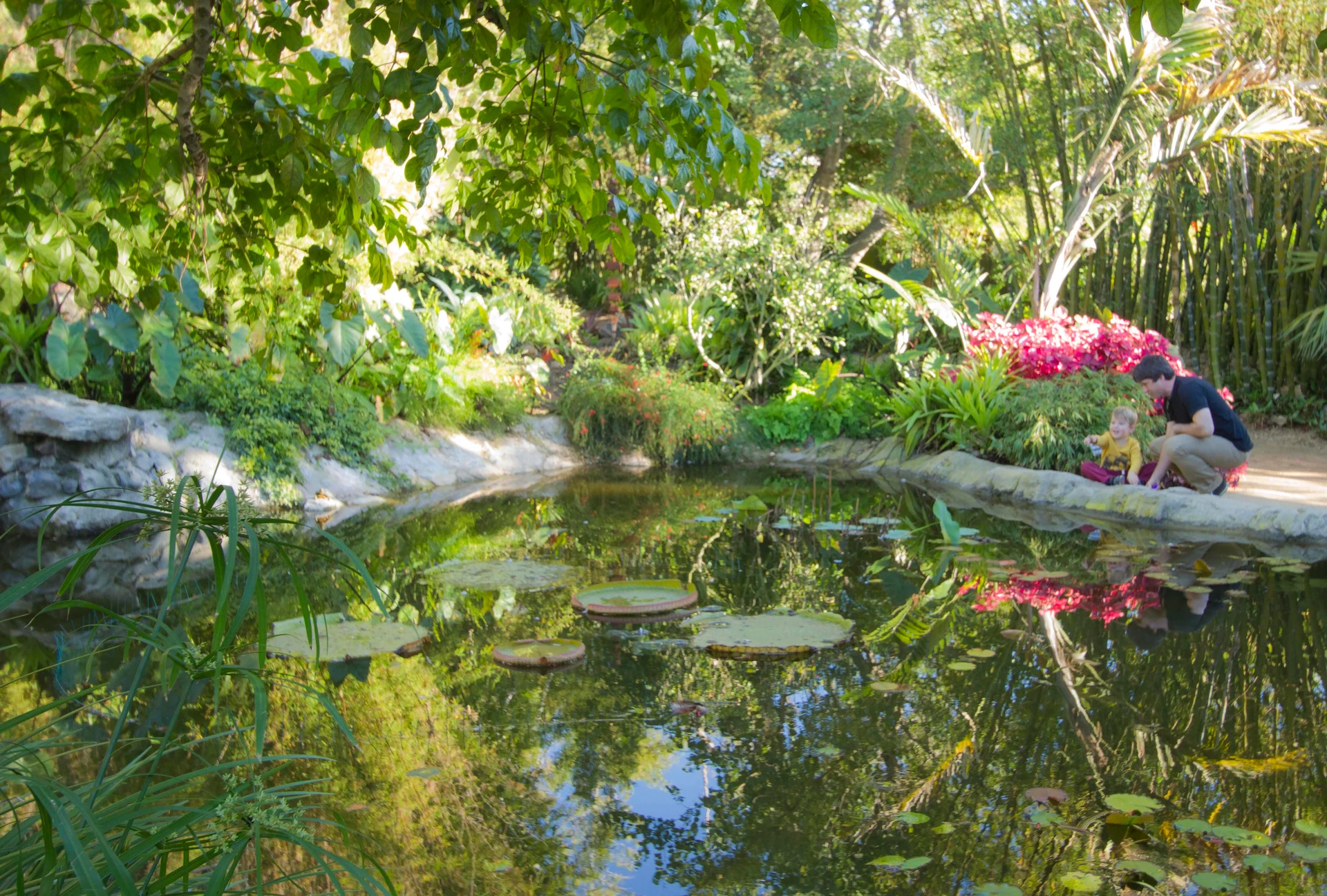 A man and child look into the Bamboo Garden pond.