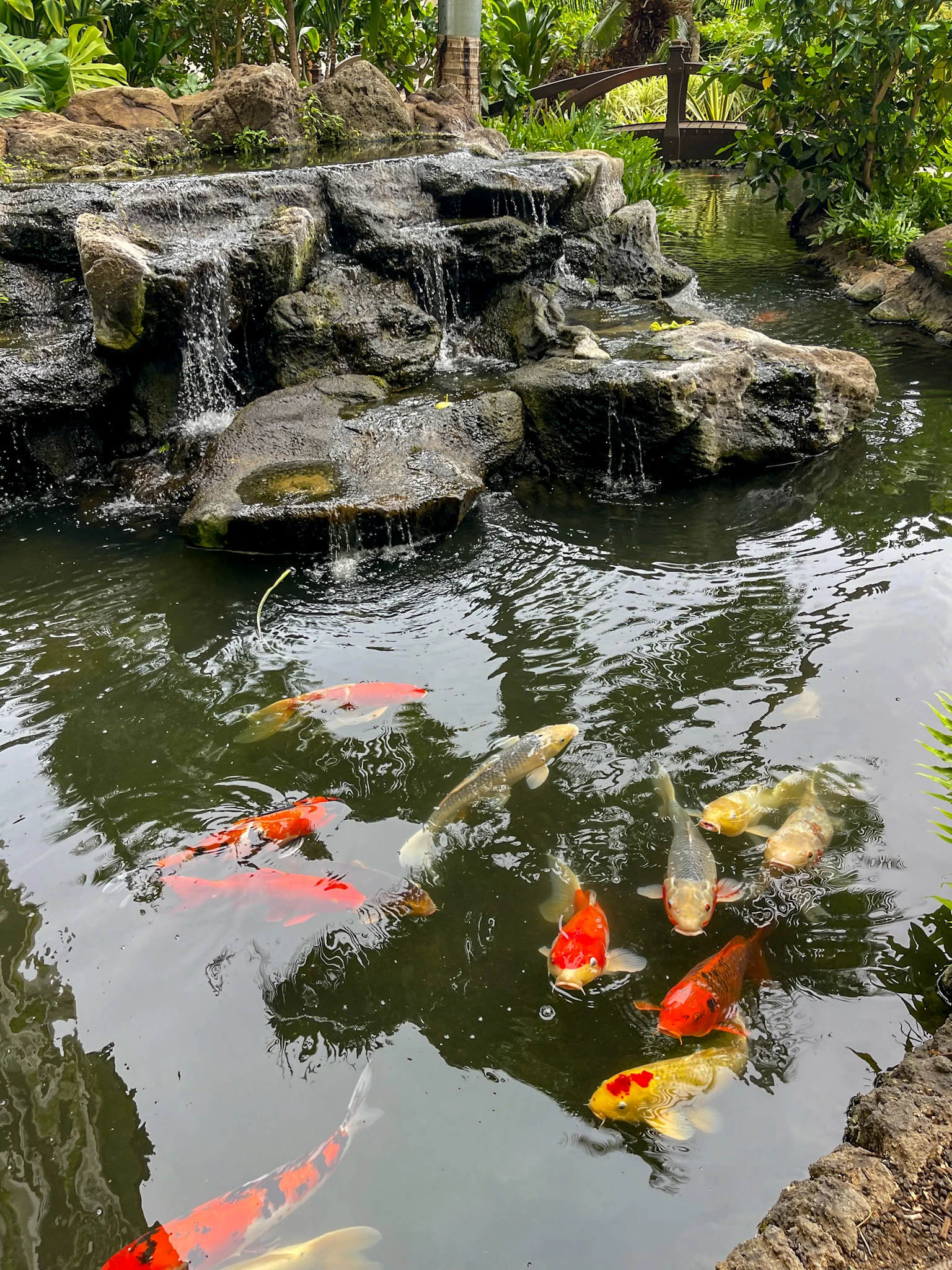 Koi pond and gardens.