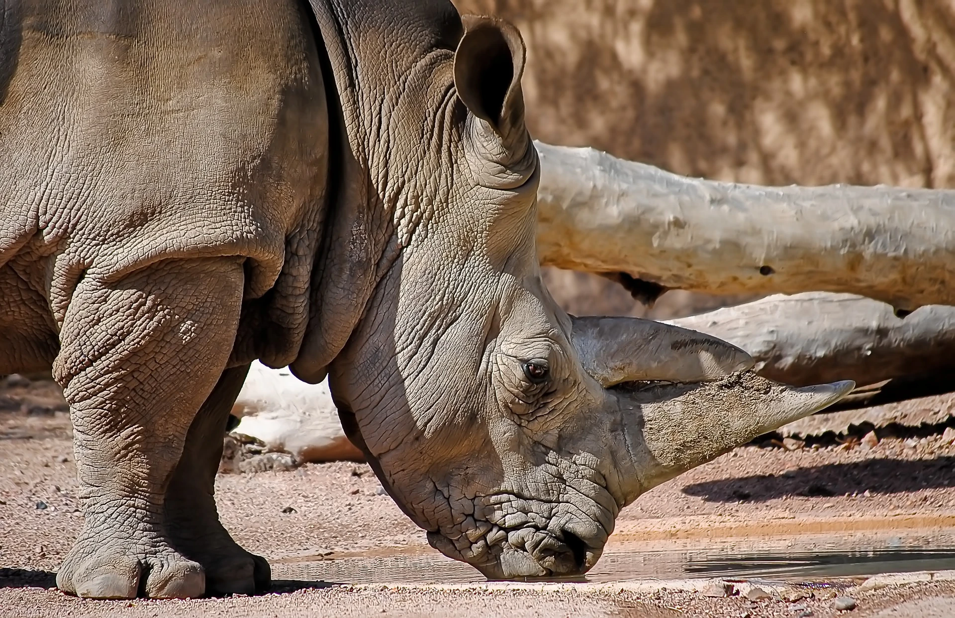 A rhino drinks water at the Phoenix Zoo.