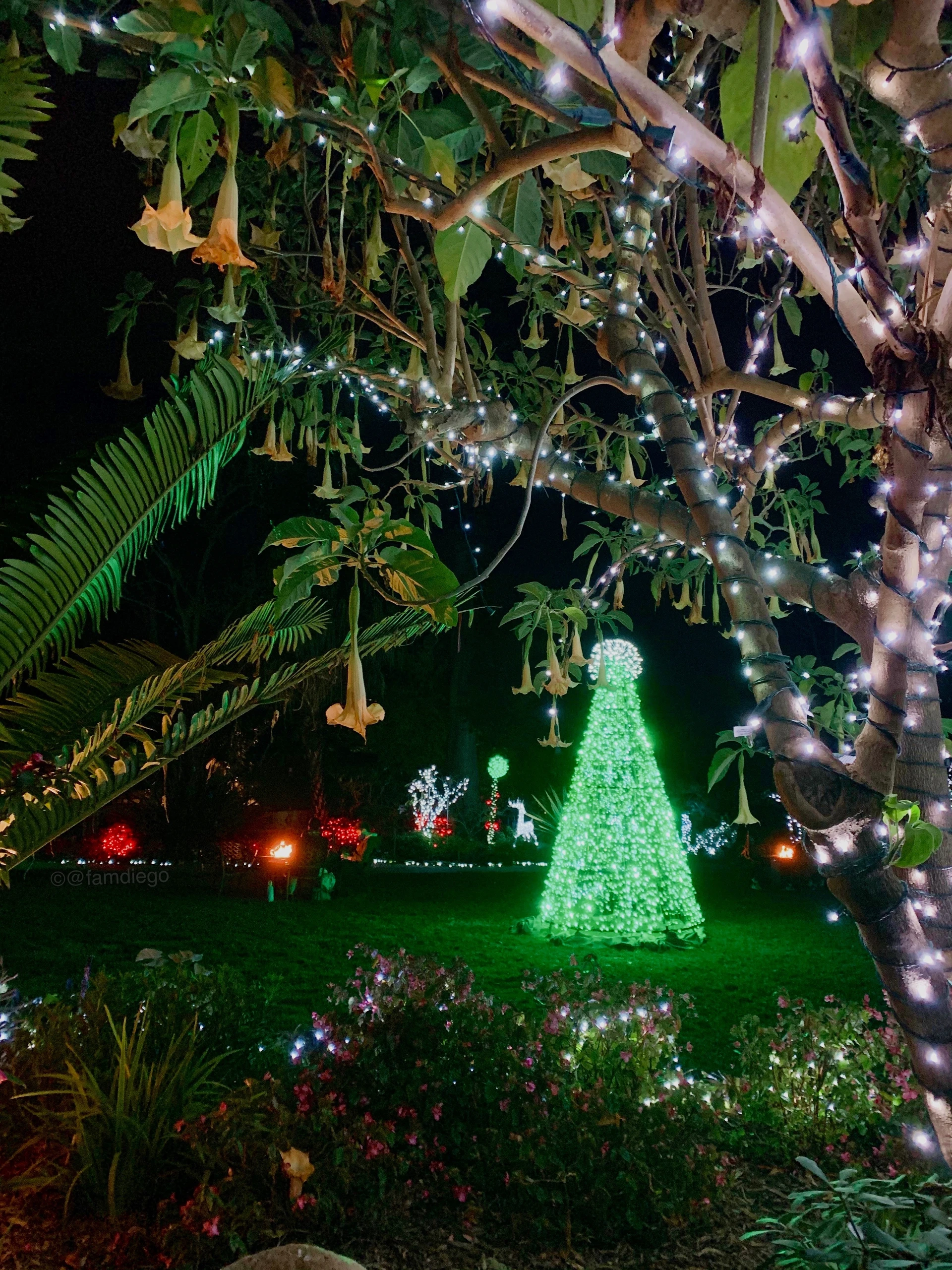 Plants lit up at night at the San Diego Botanic Garden Christmas event.