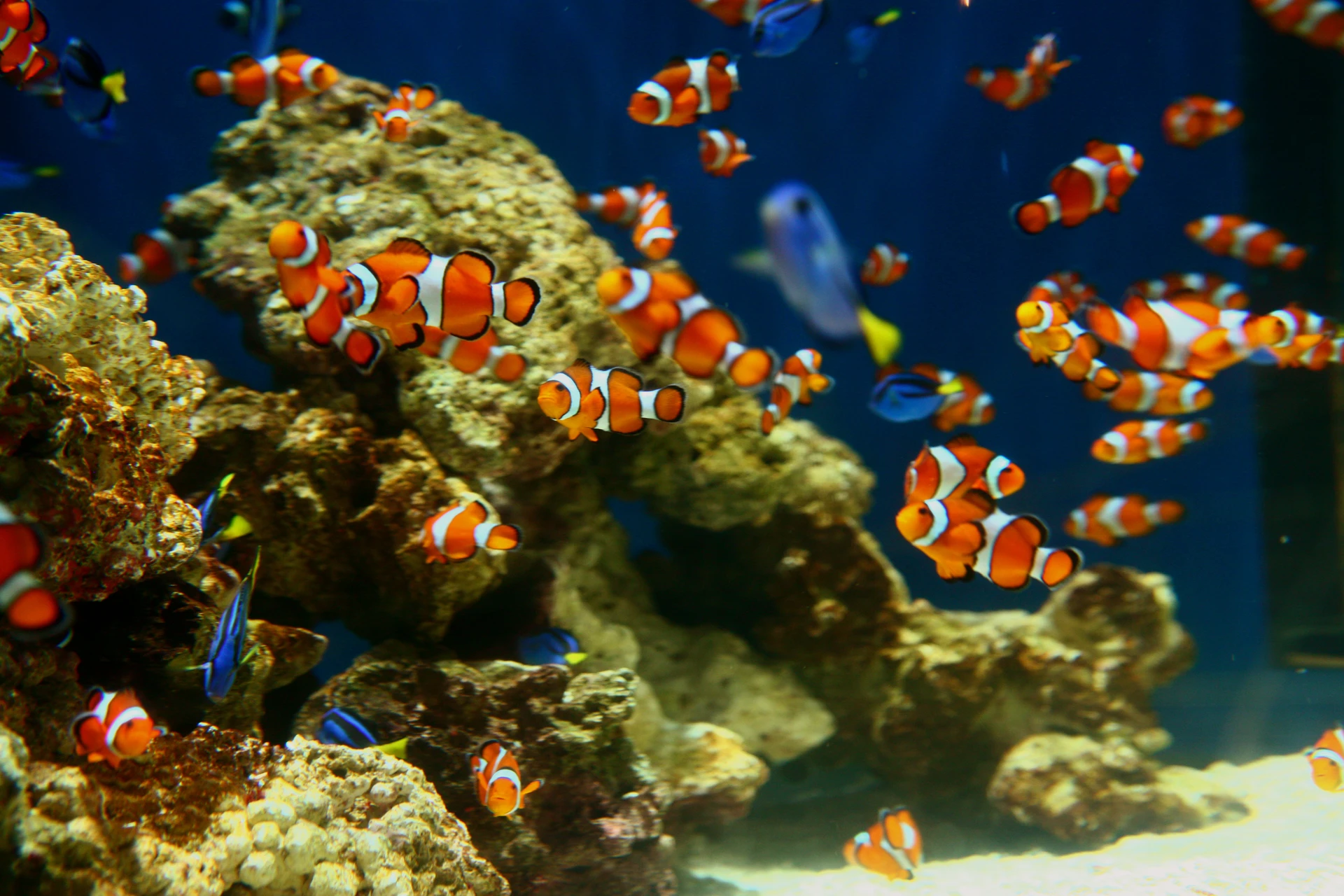 Clownfish swim in a tank at Aquarium of the Pacific in Long Beach.