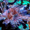 A Lionfish swims in a tank at Long Beach Aquarium of the Pacific