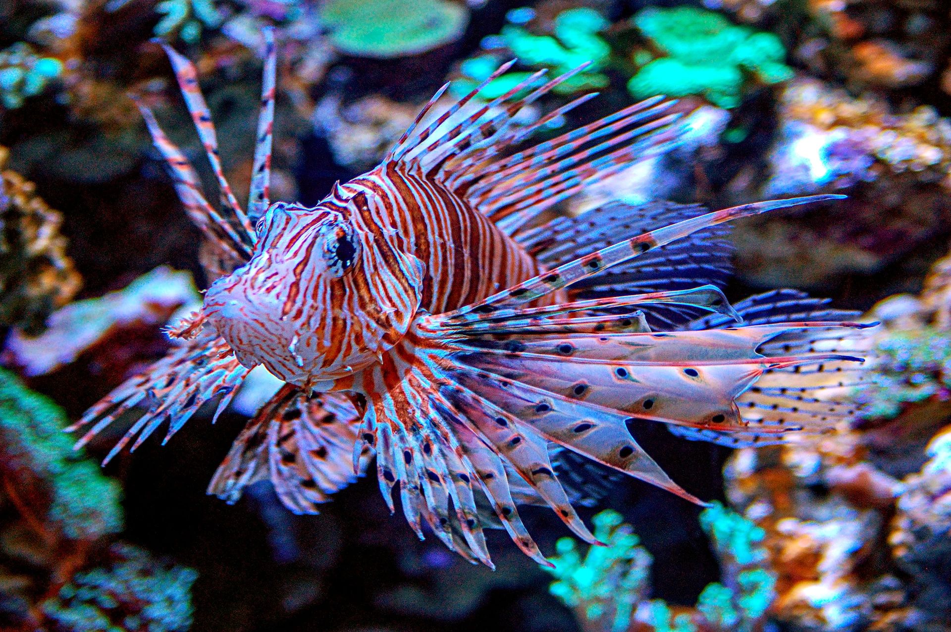 A Lionfish swims in a tank at Long Beach Aquarium of the Pacific