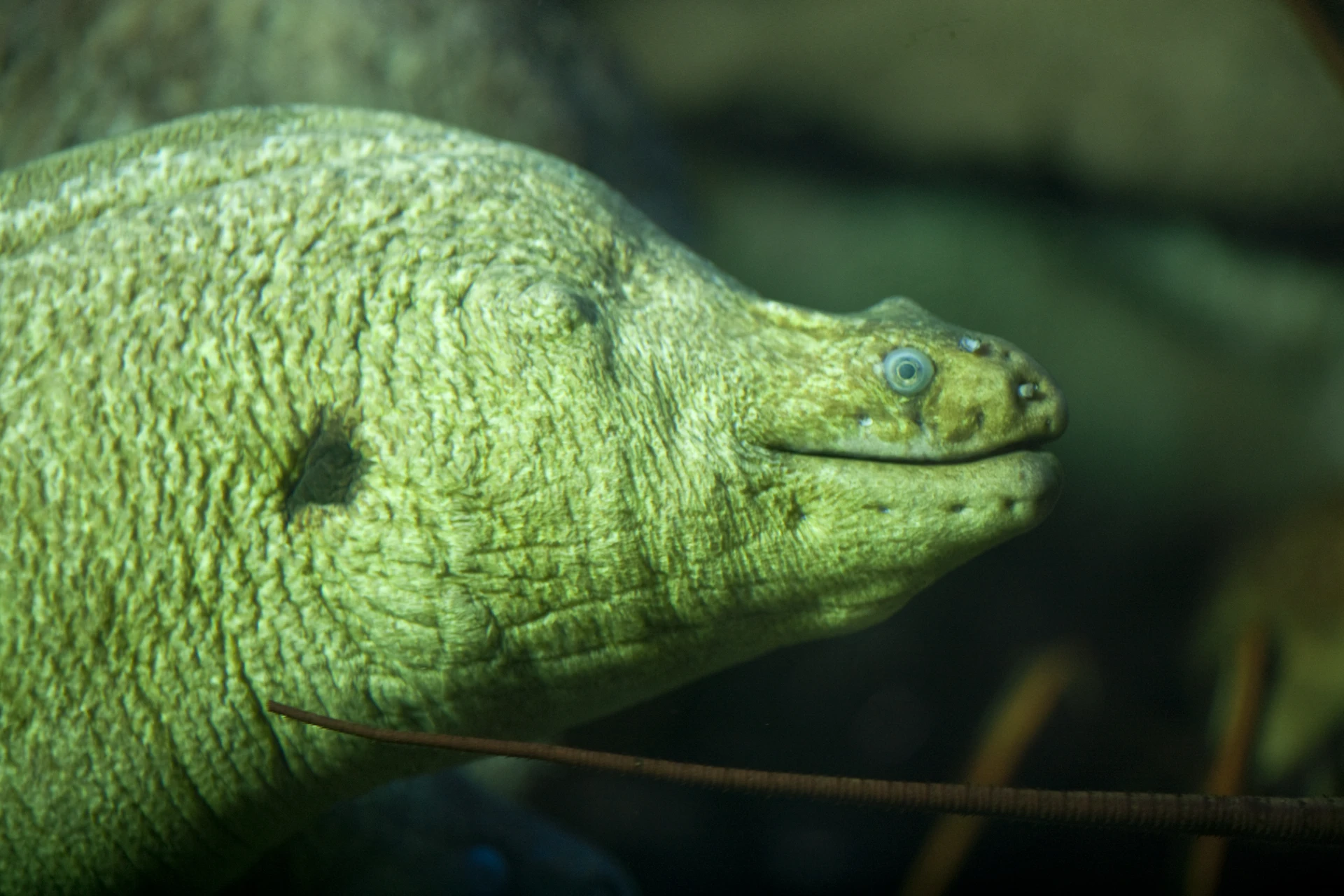 A grinning Moray eel.