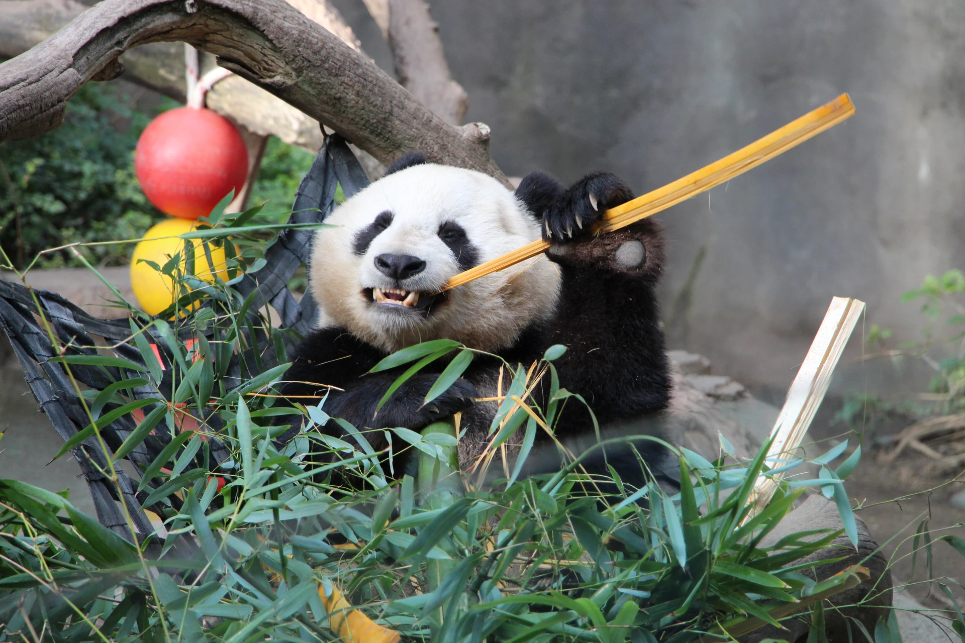 Panda eating at San Diego Zoo.