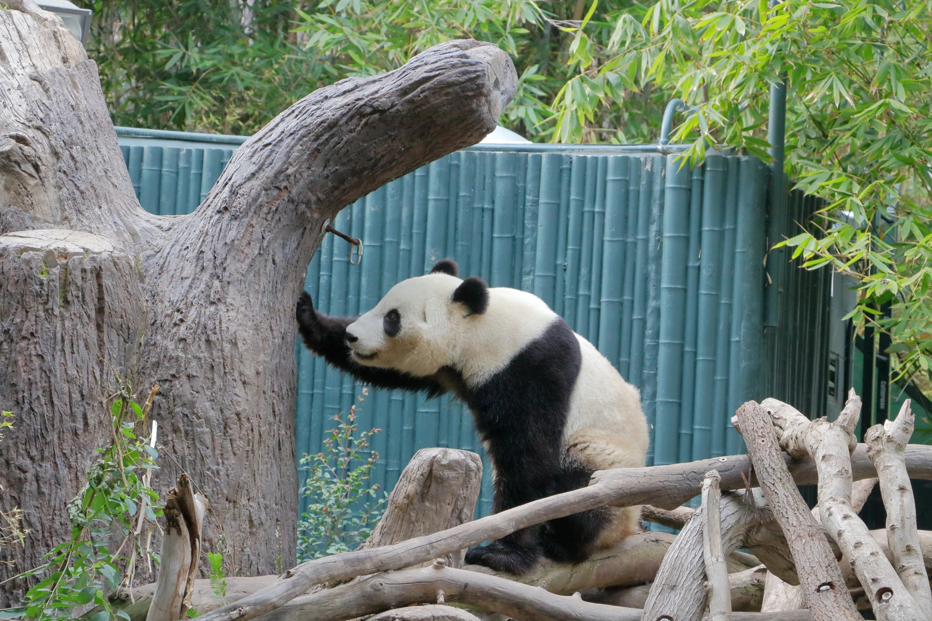 Panda with foot on a tree at San Diego Zoo.