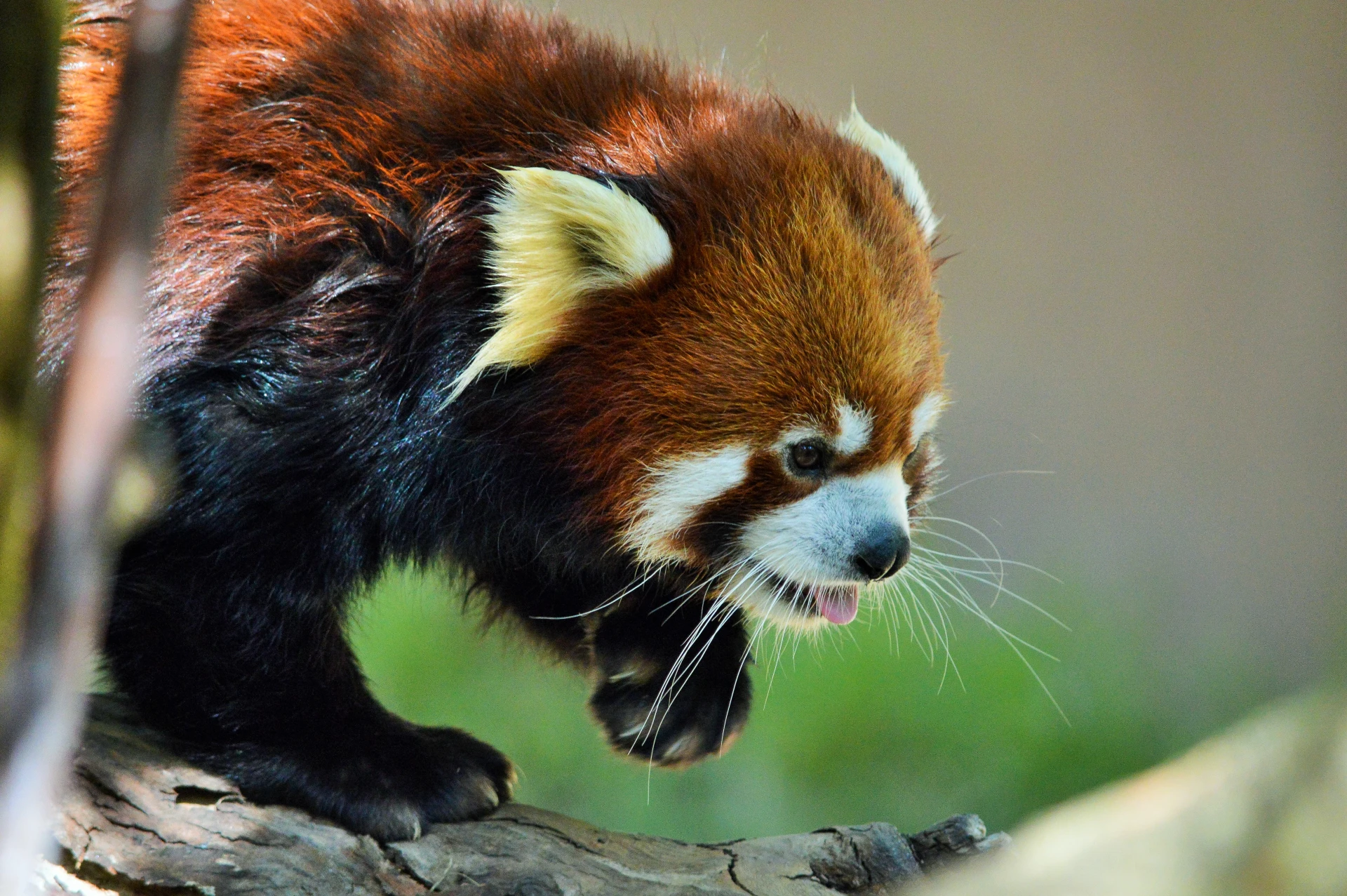 A red panda walks on a branch at San Diego Zoo.