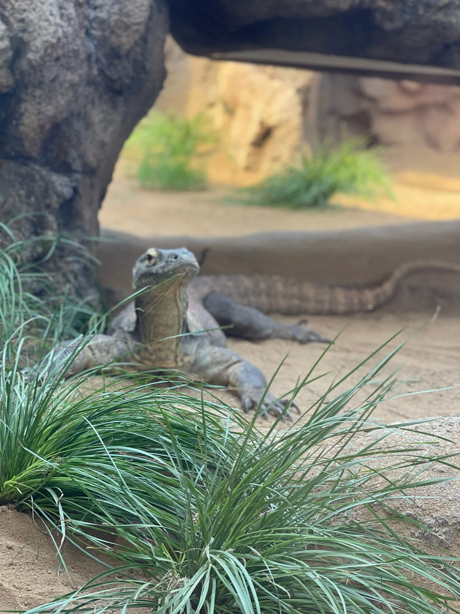 Komodo Dragon at San Diego Zoo