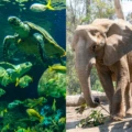 A turtle at SeaWorld and elephant at San Diego Zoo collage.