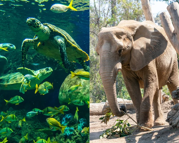 A turtle at SeaWorld and elephant at San Diego Zoo collage.