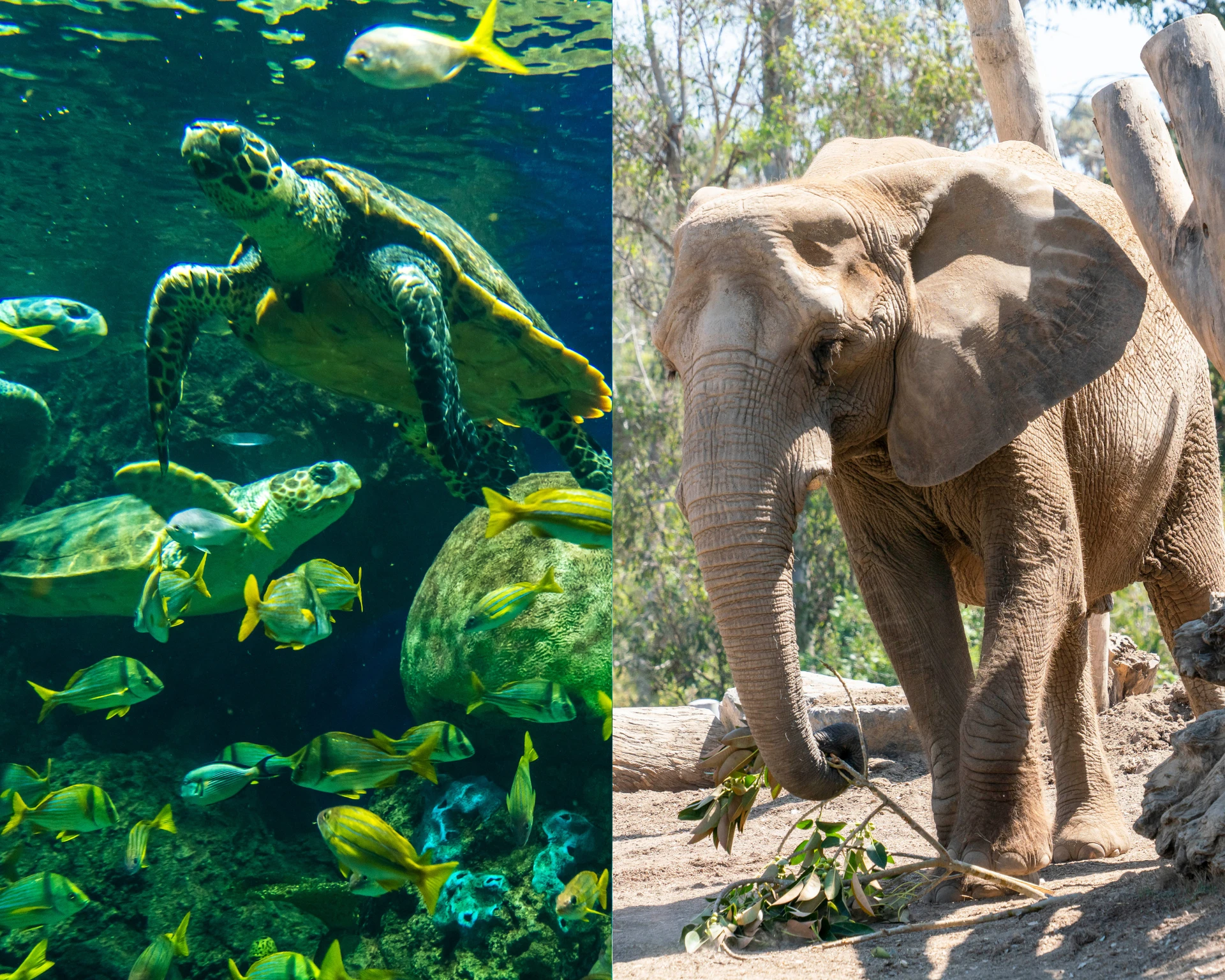 A turtle at SeaWorld and elephant at San Diego Zoo collage.