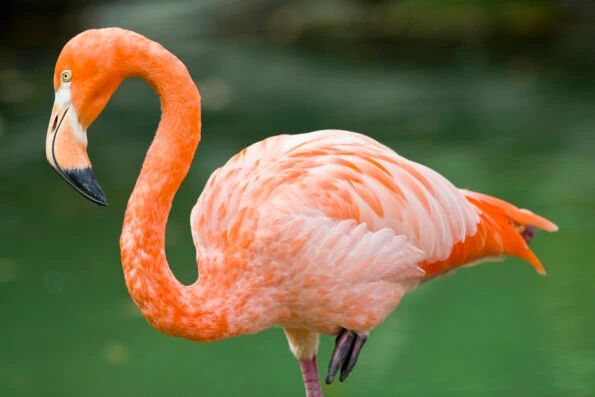 A pink flamingo with a green blurred background at Columbus Zoo.