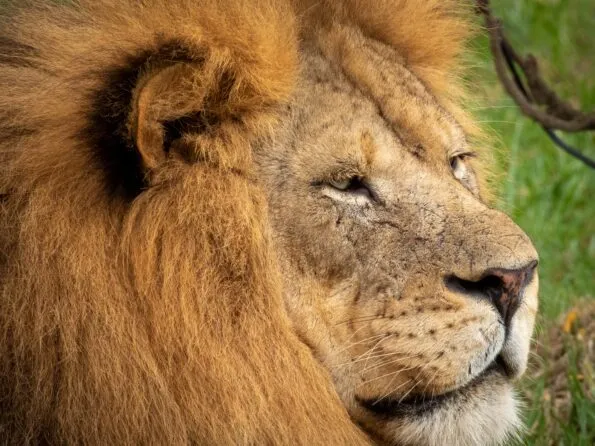 Lion rests in the grass at Columbus Zoo.