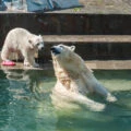 Two polar bears play in the water at Columbuz Zoo.