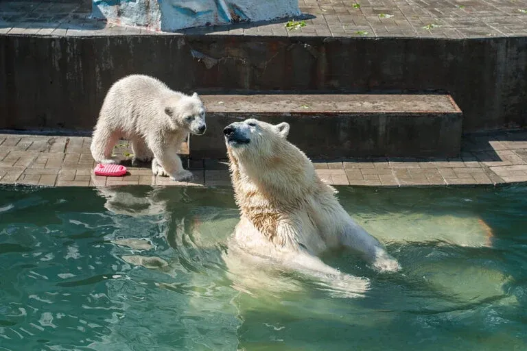 Two polar bears play in the water at Columbuz Zoo.