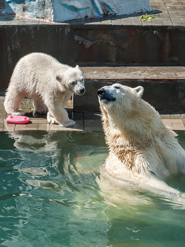 Two polar bears play in the water at Columbuz Zoo.