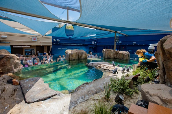 A wide view of the entire Beyster Family Little Blue Penguin exhibit