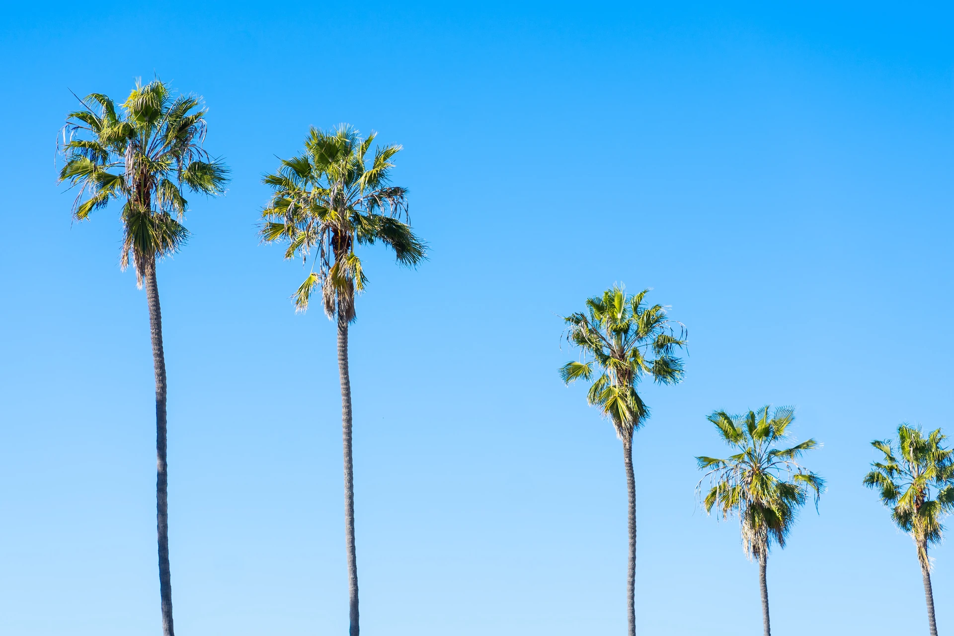Palm trees in La Jolla