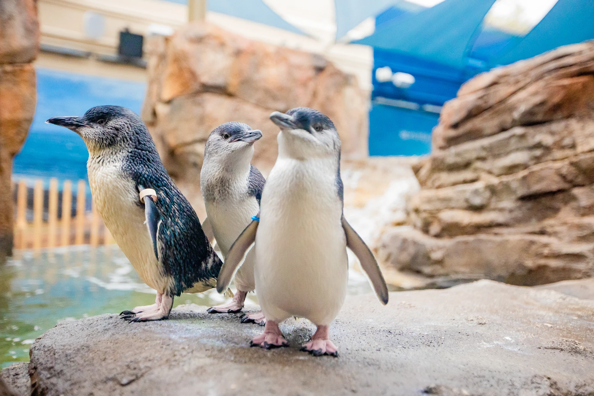 Three little blue penguins up-close.