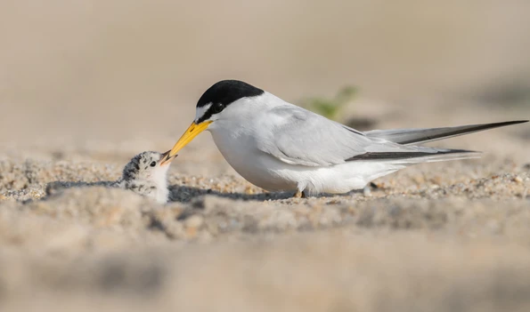 A Least Tern feeds a chick in the sane.