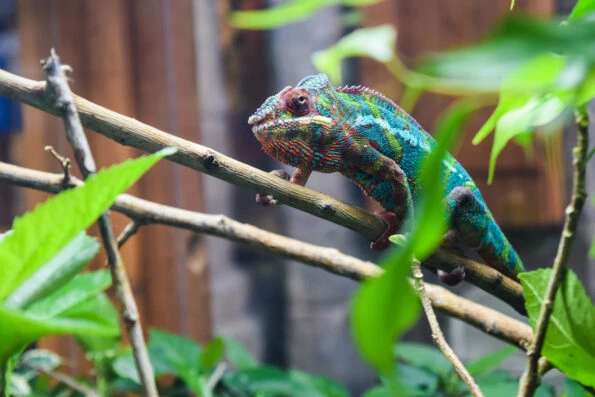 A colorful lizard on a branch at Newport Aquarium.